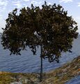 Arbre système : Cypress1
